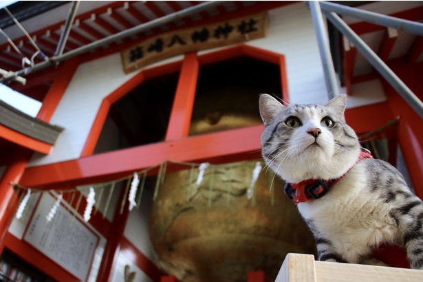 旅猫 ニャン吉の大冒険 / 鹿児島県・箱崎八幡神社
