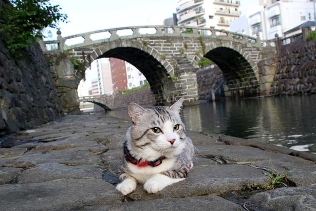 旅猫 ニャン吉の大冒険 / 長崎県・眼鏡橋