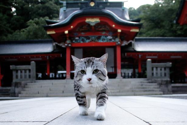  旅猫 ニャン吉の大冒険 / 鹿児島県・霧島神宮