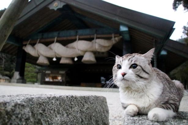 旅猫 ニャン吉の大冒険 / 島根県・出雲大社
