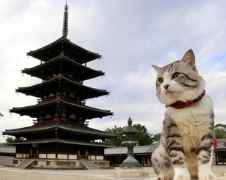 世界中が注目！ 鹿児島育ちのスターキャット“旅猫ニャン吉”が、ついにお菓子になった