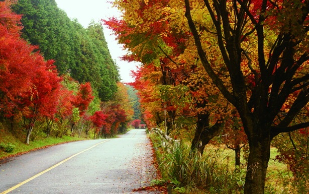 「もみじ街道」では、1000本の紅葉が植えられた約8kmの美しい紅葉のトンネルを楽しむことができる