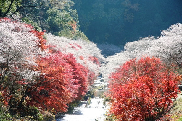「小原四季桜まつり」では、春と秋に花を咲かせる四季桜が約10,000本植栽されている