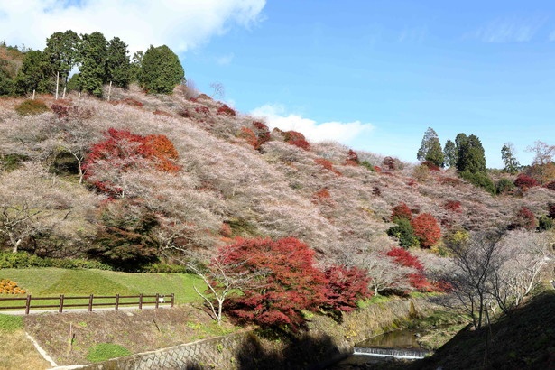 2018年11月1日(木)から30日(金)まで「小原四季桜まつり」が開催