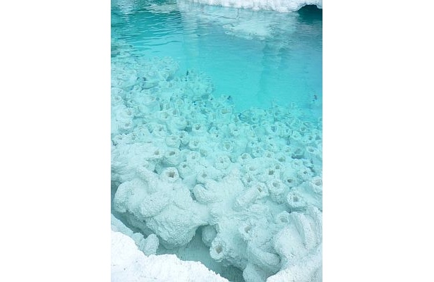 この穴に養殖し、成長したサンゴを海に移植するという