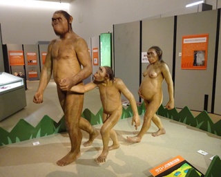 人類の進化を知る企画展「人類進化700万年」開催中