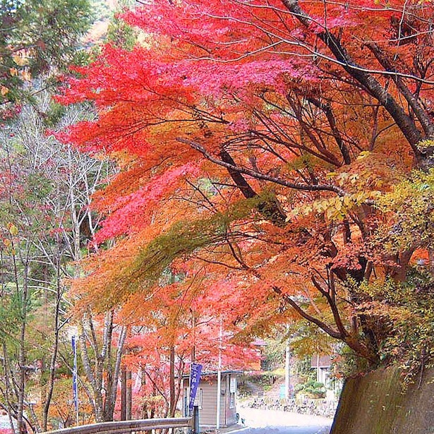 玉川峡（和歌山県）の紅葉