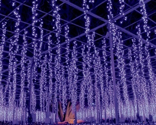 日本三大イルミに輝く450万球の光の庭！あしかがフラワーパーク「光の花の庭」