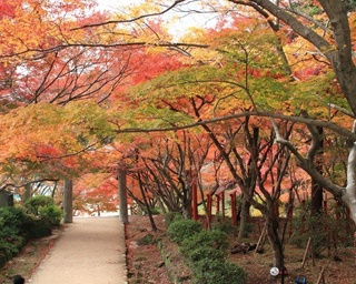 今週末のおでかけに！九州の人気紅葉名所ベスト10を紹介