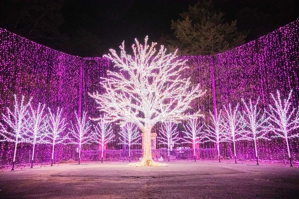 光の桜並木のゴール地点にある大きなイルミ桜。冬の夜空に満開であった