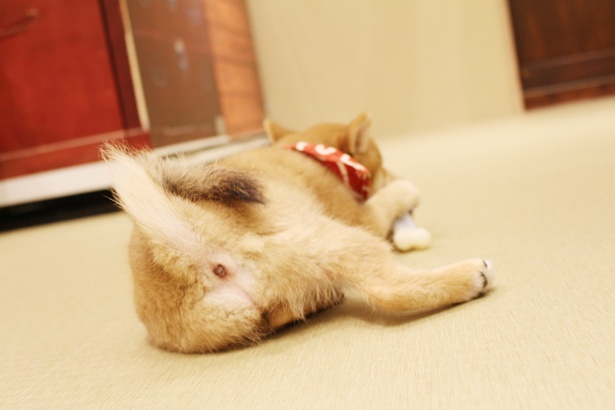 コロコロの小犬たちに癒される！「豆柴カフェ 福岡店」のキュートな柴犬