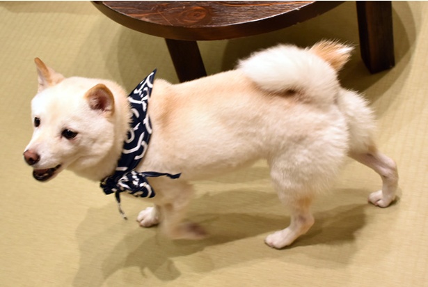 コロコロの小犬たちに癒される！「豆柴カフェ 福岡店」のキュートな柴犬