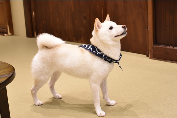 コロコロの小犬たちに癒される！「豆柴カフェ 福岡店」のキュートな柴犬