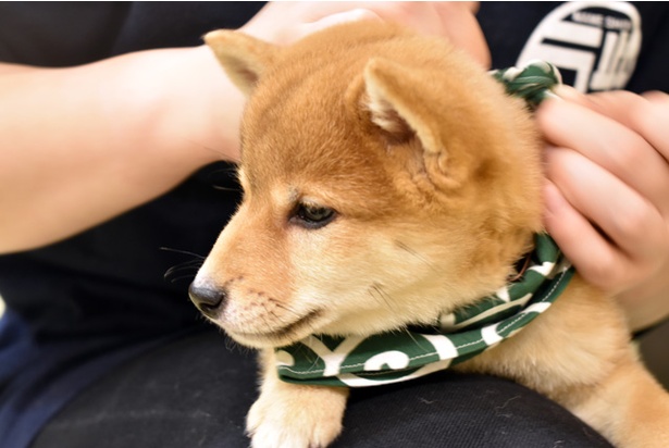 コロコロの小犬たちに癒される！「豆柴カフェ 福岡店」のキュートな柴犬