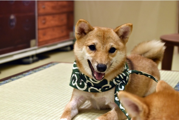 コロコロの小犬たちに癒される！「豆柴カフェ 福岡店」のキュートな柴犬