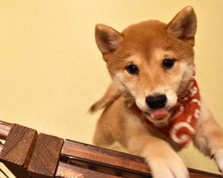 【写真特集】モフモフしたい！豆柴カフェで出会ったキュートな柴犬全40枚