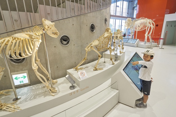 アジアゾウやゴリラ、キリンなど8体の骨格標本を展示