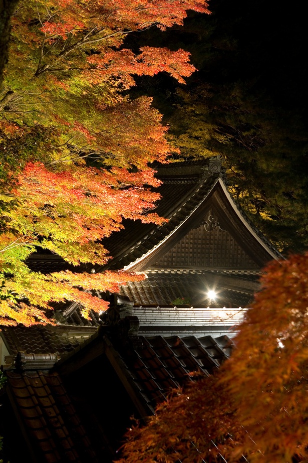 日本三名泉のひとつ 下呂温泉で見る紅葉ライトアップ 岐阜県下呂市で紅葉が見頃 ウォーカープラス