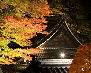 日本三名泉のひとつ・下呂温泉で見る紅葉ライトアップ！岐阜県下呂市で紅葉が見頃