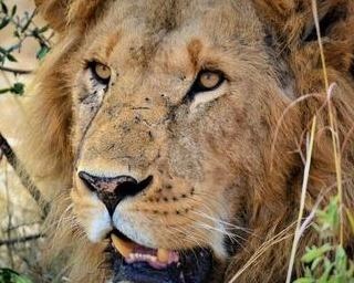 野生の王国の動物たちを紹介！愛媛県総合科学博物館で「野生の王国ケニア」開催