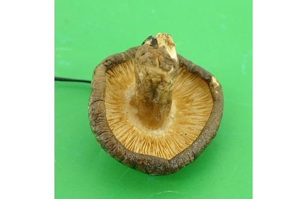 カサの裏にある菌ヒダもこんなにクッキリ