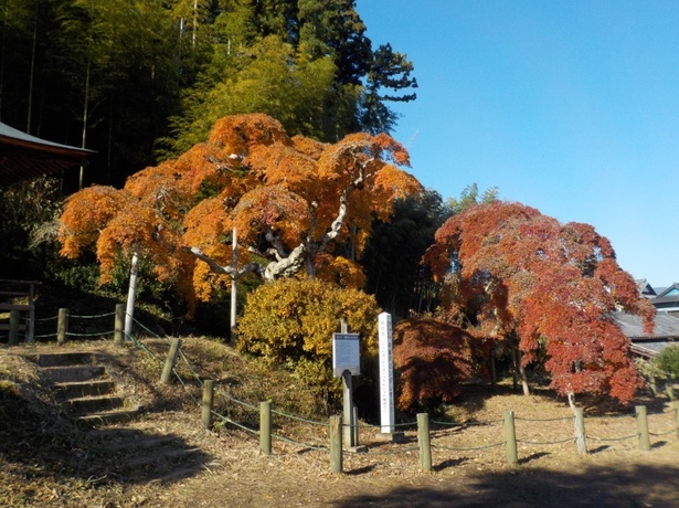 福島県いわき市で真っ赤に染まる 中釜戸のシダレモミジ の紅葉が見頃 ウォーカープラス