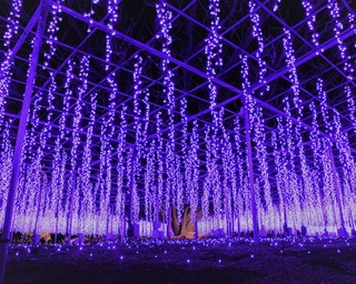 日本三大イルミネーション2年連続1位！あしかがフラワーパーク「光の花の庭」