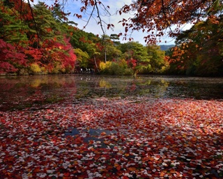 森のライトアップも開催中！神戸市立森林植物園が紅葉の見頃に