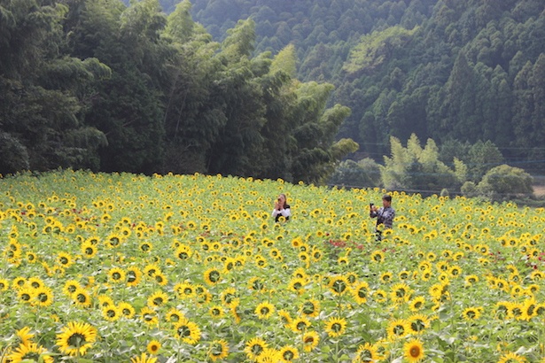 晩秋に10万本のひまわり満開 佐賀県 山田ひまわり園のひまわりが開花シーズンへ ウォーカープラス