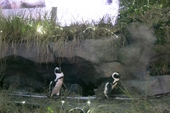 ケープペンギンの生活環境をイメージしている「草原のペンギン」では、ペンギンたちの日常を見ることができる