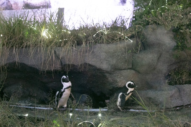ケープペンギンの生活環境をイメージしている「草原のペンギン」では、ペンギンたちの日常を見ることができる