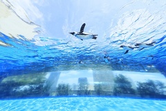 都会の空を海中のように自由に泳ぎ回るペンギン