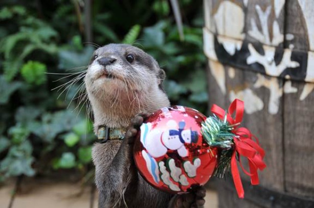 サンシャイン水族館ではクリスマスバージョンのパフォーマンスやチンアナゴのクリスマスケーキ販売などが行われる
