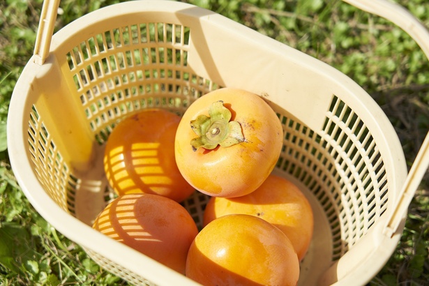農薬は必要最小限に抑え、安心で美味しい柿作りにこだわる