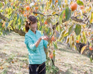 うきは市街や耳納連山を背に。福岡｢明果園｣で旬の柿をもぎ取る！