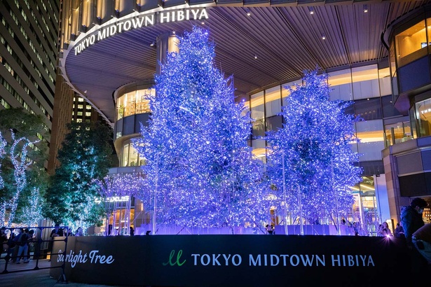 Starlight Treeのイルミネーション
