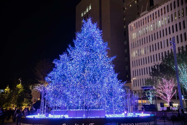 Starlight Treeを中心とした周囲の木々もイルミネーションされている