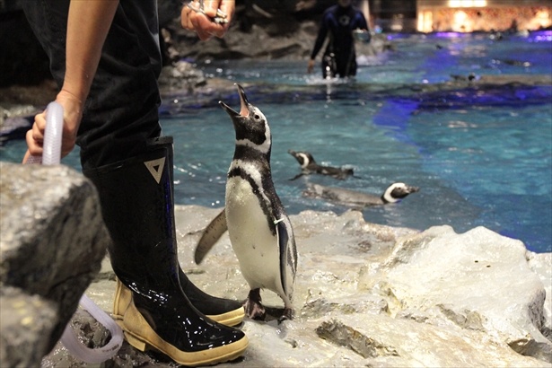 意外と個性豊か 水族館スタッフに聞いた 推しペンギン の探し方 ウォーカープラス