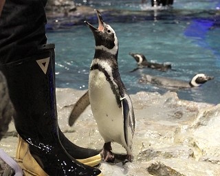 意外と個性豊か!? 水族館スタッフに聞いた「推しペンギン」の探し方