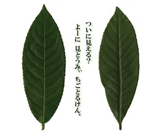 常緑樹のことを知ろう！愛媛県総合科学博物館「常緑樹の見分け方」