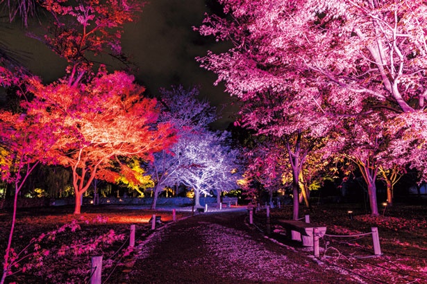 初めての紅葉ライトアップを楽しめるエリア/秋季特別ライトアップBY NAKED2018ー京都・二条城ー