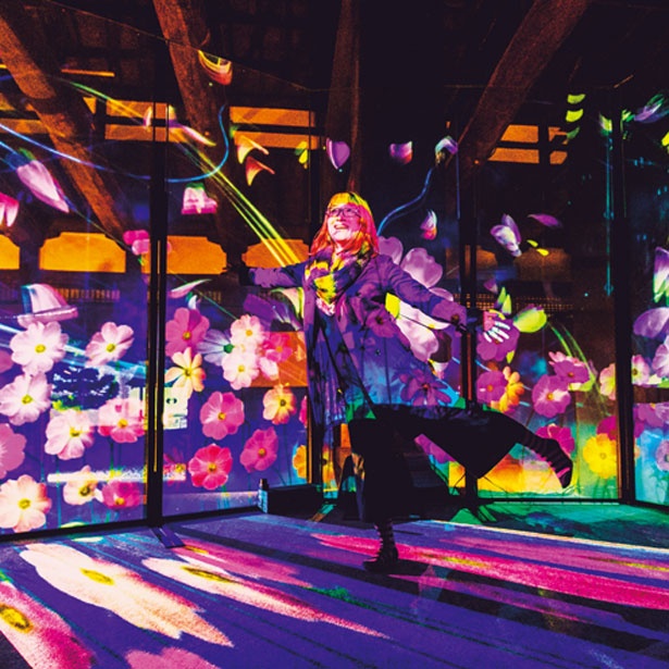 「秋桜と蒲公英」の光が一番舞っているタイミングに合わせて撮影を/秋季特別ライトアップBY NAKED2018ー京都・二条城ー