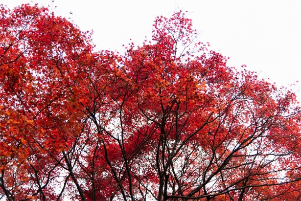 ｢本吉山 清水寺｣。紅葉は11月下旬ごろまでが見ごろ