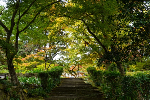 階段を登ると｢本坊庭園｣の前庭へと続き、奥には｢本坊庭園｣がある。頭上を覆うように生い茂る緑の木々も迫力満点