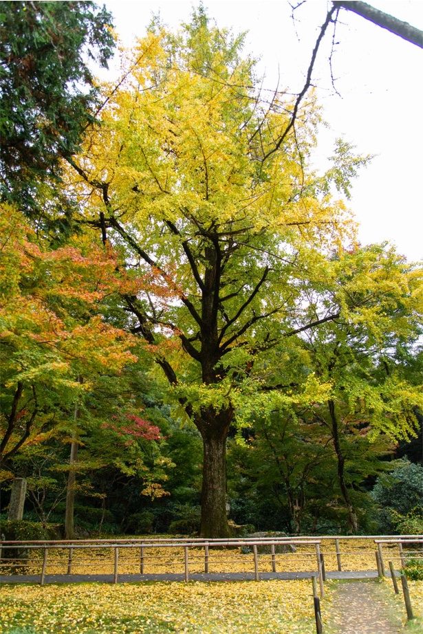 ｢本坊庭園｣の前庭の銀杏樹。見事な黄色の絨毯が広がる
