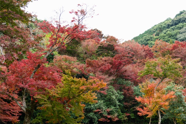 緑の木々と紅葉のキレイなコントラストが見られる
