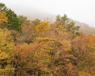 東京から2時間半、本栖湖の紅葉絶景をクルマで見に行ったらあいにくの天気でも思わぬ発見が！