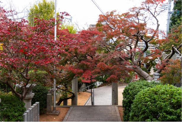 鮮やかな紅葉が頭上を覆うように自生し、迫力満点