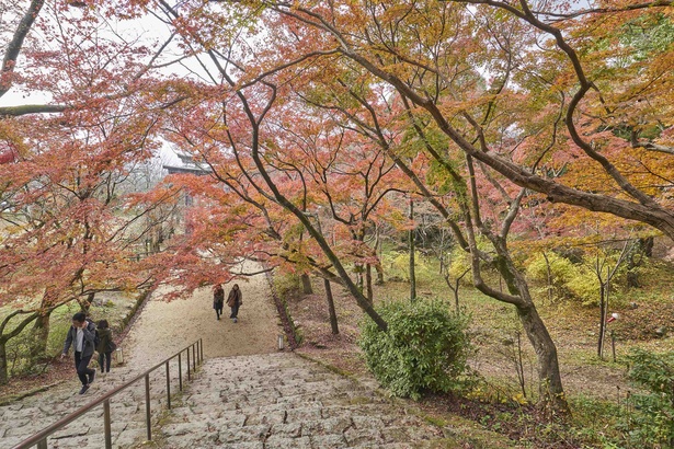 【写真を見る】｢竈門神社｣。参道では美しい紅葉のトンネルが迎える