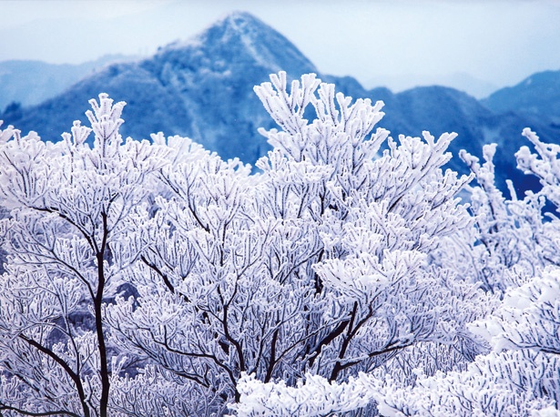 樹氷は湿度などさまざまな条件が必要。例年1～2月ごろに、よく見ることができる